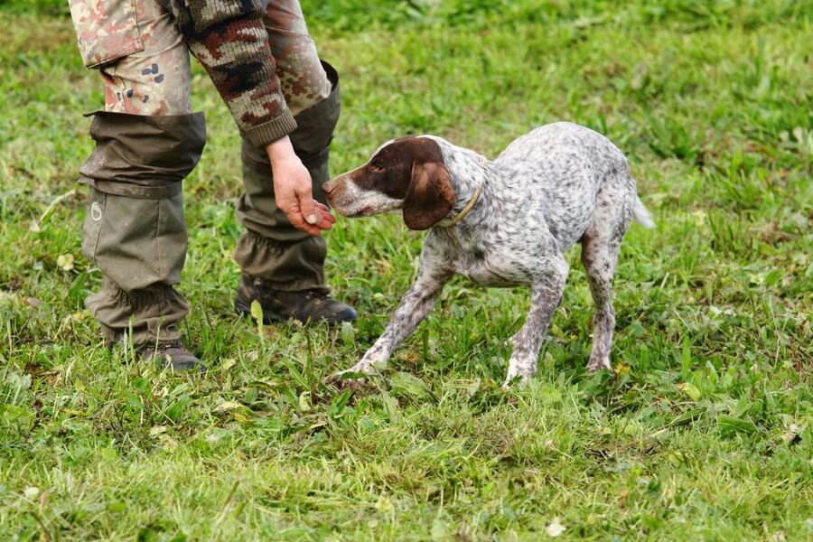 Alba: Truffle Hunting with Cheese, Truffle, & Wine Tastings - Key Highlights You’ll Actually Feel