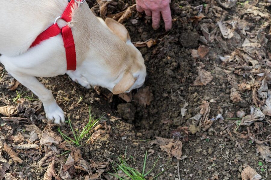 Alba: Truffle Hunting with Cheese, Truffle, & Wine Tastings - Alba Truffle Hunting Starts With a Real Woods Walk