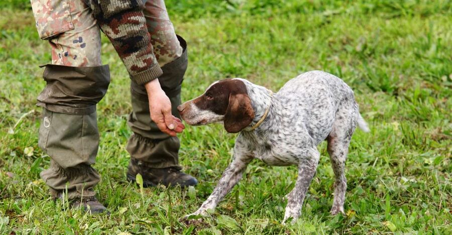 Alba: Truffle Hunting with Cheese, Truffle, & Wine Tastings - White vs Black Truffles: What You’ll Understand Before the First Sip