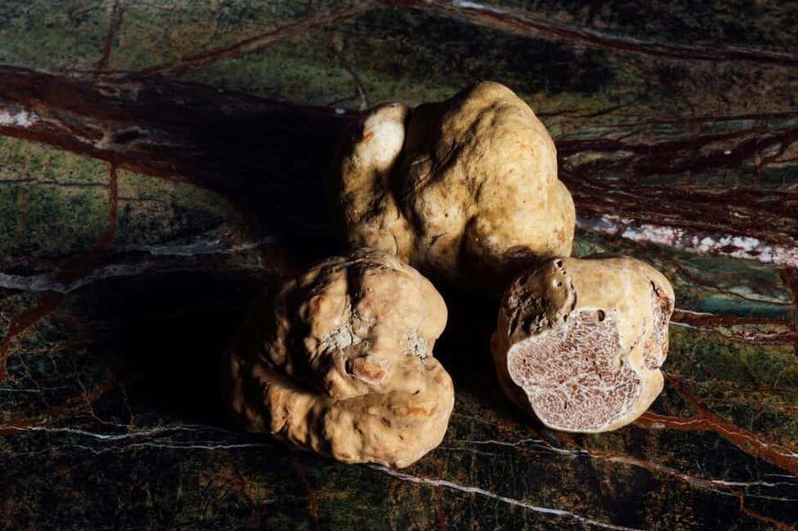 Alba: Truffle Hunting with Cheese, Truffle, & Wine Tastings - What the 3 Hours Feels Like From Start to Finish