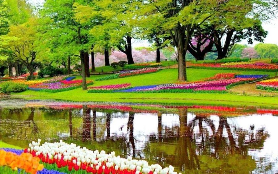 Amsterdam: Private tour Tulips, Keukenhof, Windmill & Cheese - Private Keukenhof Transfers: Getting There Without Stress