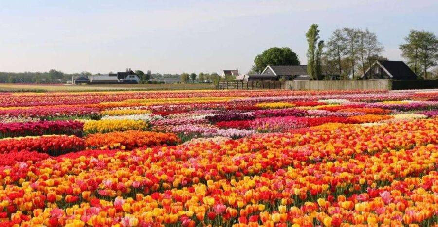 Amsterdam: Private tour Tulips, Keukenhof, Windmill & Cheese - How the 8-Hour Day Flows (and Where Time Can Get Tight)