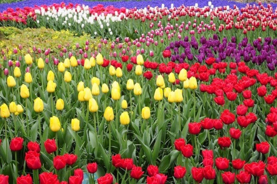 Amsterdam: Private tour Tulips, Keukenhof, Windmill & Cheese - Who This Tour Fits Best (and Who Should Pick Something Else)