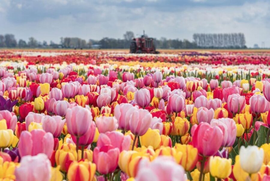 Amsterdam: Private tour Tulips, Keukenhof, Windmill & Cheese - FAQ