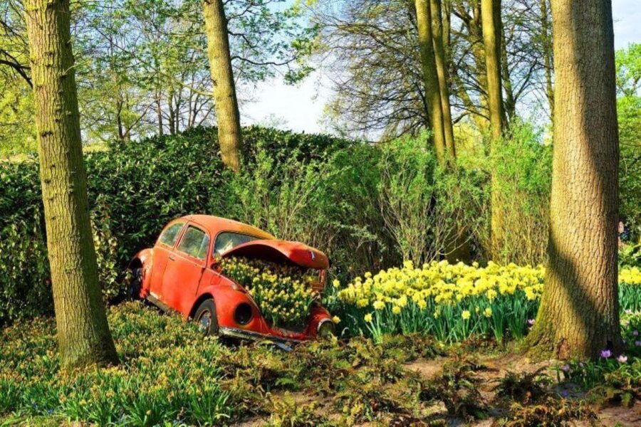 Amsterdam: Private tour Tulips, Keukenhof, Windmill & Cheese - Keukenhof in 8 Hours: What You Can Actually See