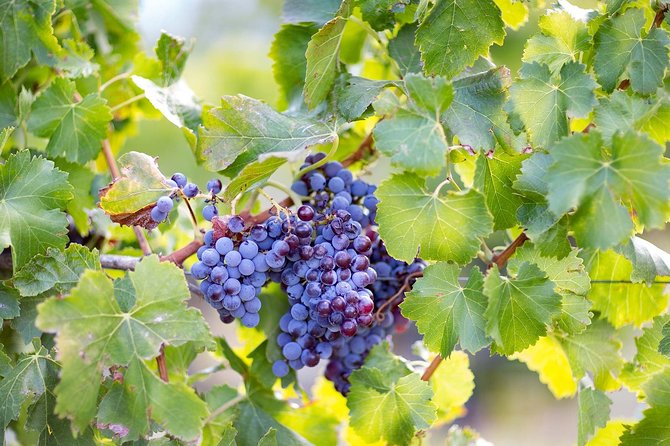 Archeology, visit to a vineyard and wine and pecorino cheese tasting - Orosei’s coast and countryside: why this tour works