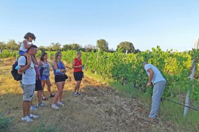 Archeology, visit to a vineyard and wine and pecorino cheese tasting - Marina di Orosei and Su Barone: sea color, wetlands, and clams