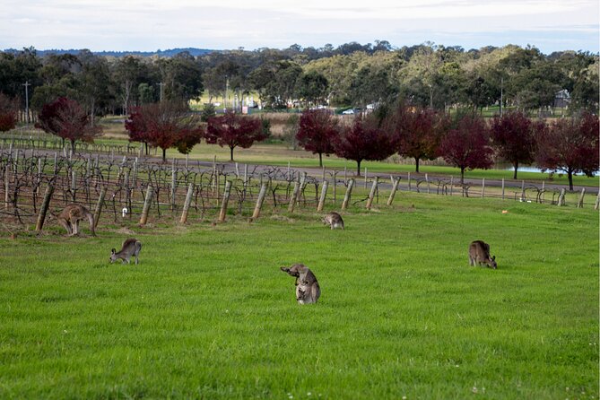 Award-Winning Hunter Valley Wine & Cheese Tour from Sydney - Cheese Factory tasting: how local cheeses sharpen your wine tasting