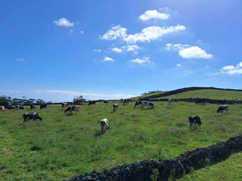Azores: Dairy Farm Tour - Key things to know before you go