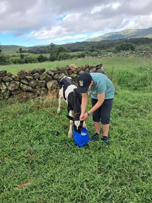 Azores: Dairy Farm Tour - Who Should Book This Dairy Farm Tour (and Who Might Skip It)