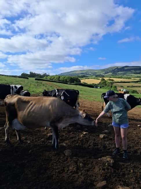 Azores: Dairy Farm Tour - From Angra do Heroísmo to a Working Farm