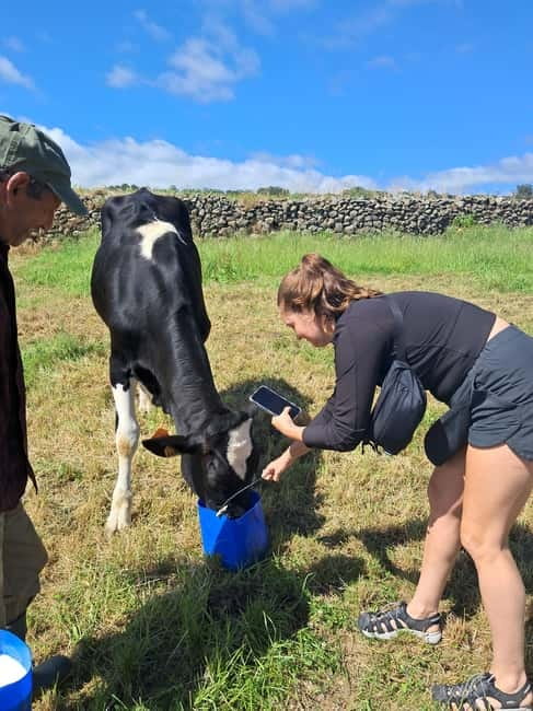 Azores: Dairy Farm Tour - Meeting the Herd: Pasture Care and Cow Personalities