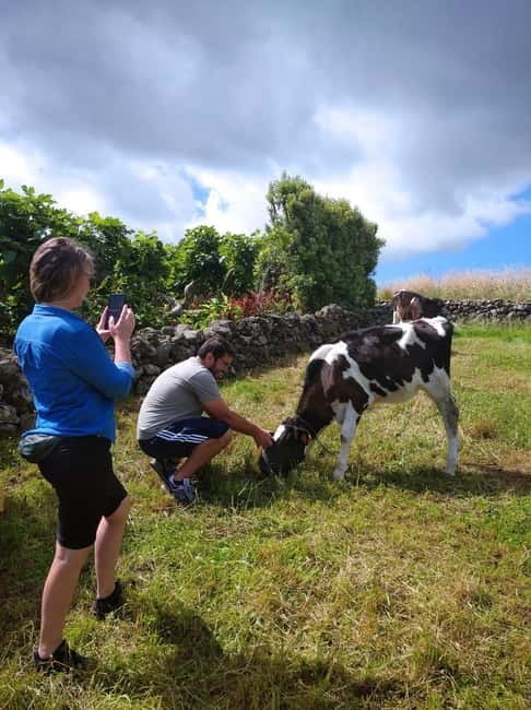 Azores: Dairy Farm Tour - Calves Up Close: Learning Care in Their First Weeks