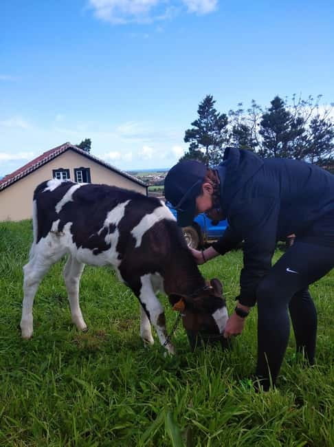 Azores: Dairy Farm Tour - Milking Demonstration: How It Works, and How You Fit In