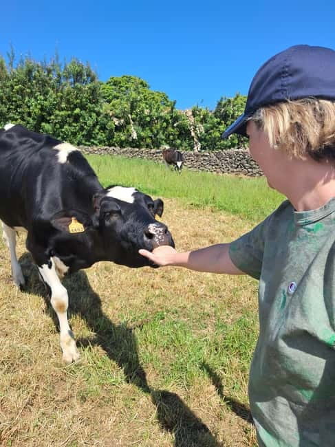Azores: Dairy Farm Tour - From Pasture to Bottle: Milk Collection and Sustainable Farming Lessons