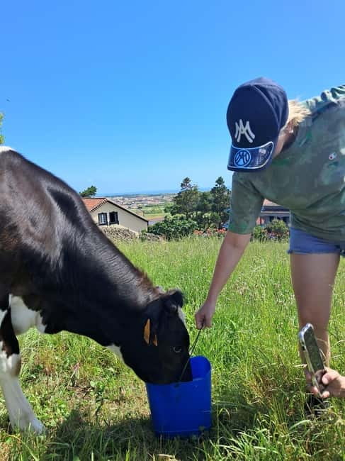 Azores: Dairy Farm Tour - Complimentary Local Tasting: Cheese, Bread, and the Culture Link