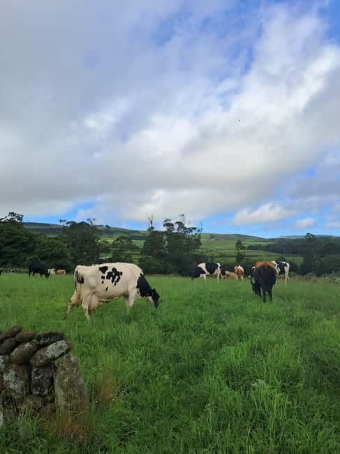 Azores: Dairy Farm Tour - Price and Value for a 4-Hour Terceira Farm Experience