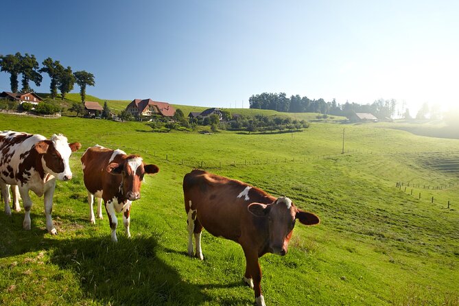 Bern Small-Group Day Trip from Zurich Including Cheese Tasting - Emmental show dairy: the cheese lesson that ends with samples