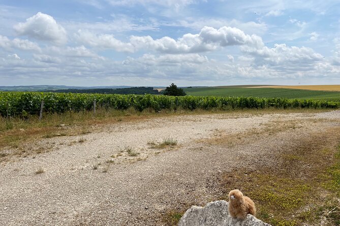 Burgundy Wine & Cheese Tasting Private Day Trip 15 glasses - Price and value: what you’re paying for (and what you’re not)