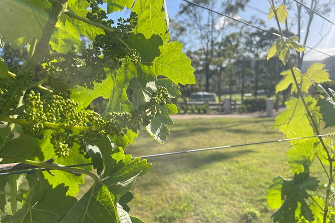 Cael’s Gate Wine and Cheese Tasting in Hunter Valley - Private group comfort and pet-friendly details that actually help