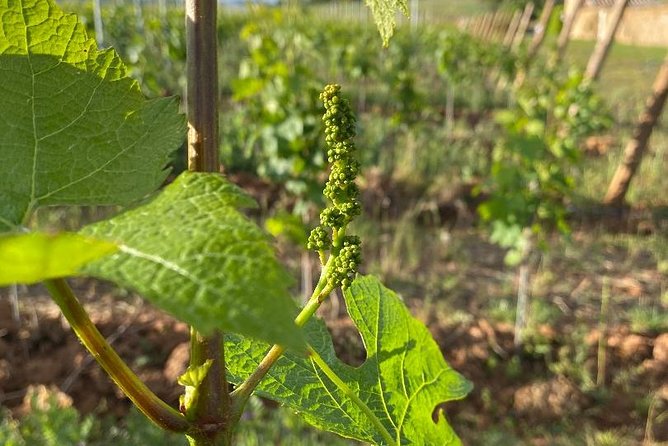 Cheese and Wine Accord Tour at Château de Champ-Renard - Quick Takeaways