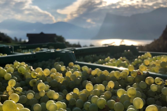 Cheese, Chocolate and Wine in the Bern Region from Luzern - A guided cheese and wine day with Lucerne at the front door