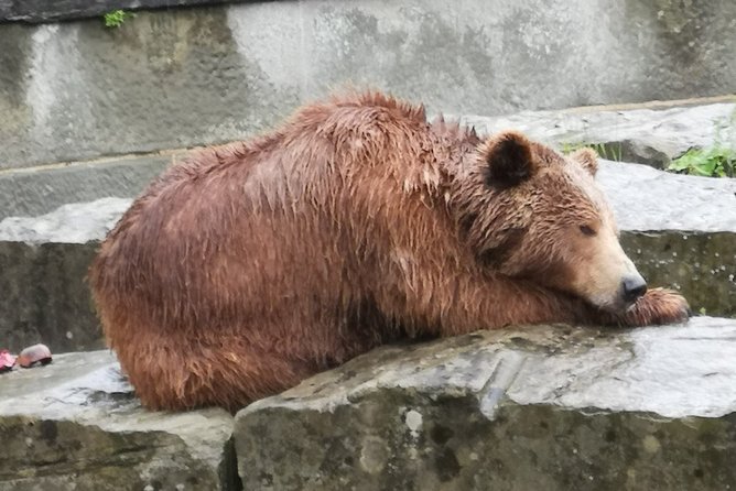 Cheese, Chocolate and Wine in the Bern Region from Luzern - Bern in two hours: Rose Garden views, three bears, and Einstein