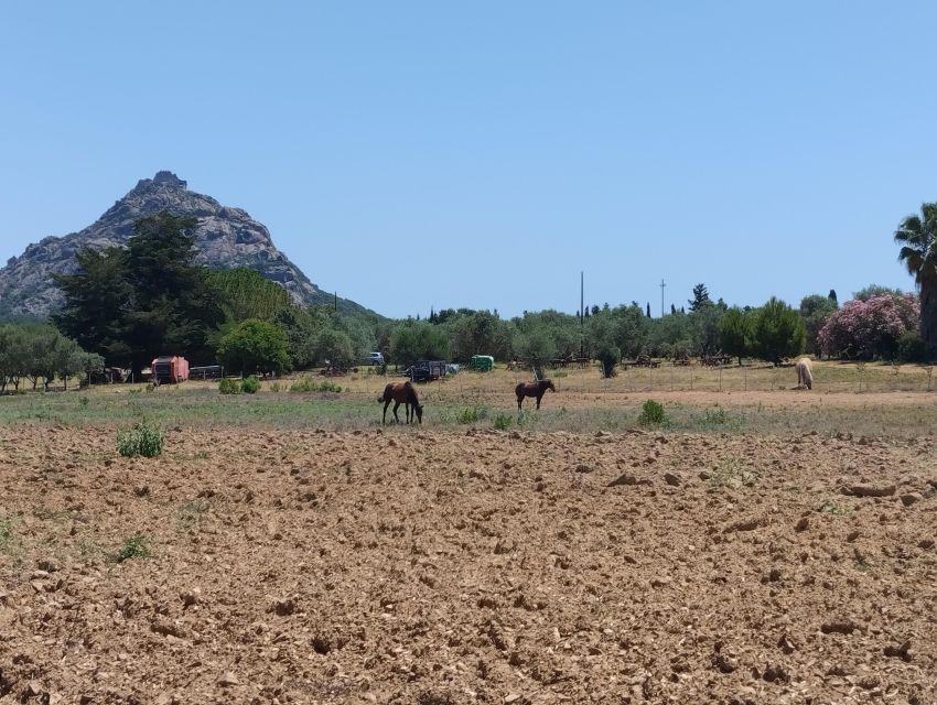 Cheese Making and Tasting Tour from Cagliari with Lunch - Cagliari to Siliqua: a short ride into real Sardinia