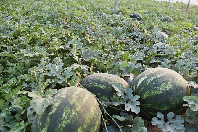 Cretan Farm Tour with Cheese-Making, Olive Oil Tasting & Picnic - The Picnic Menu: Pastries, Greens, Olives, and Homemade Raki