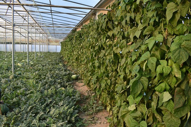 Cretan Farm Tour with Cheese-Making, Olive Oil Tasting & Picnic - Timing, Weather, and What to Wear for a Smooth 3 Hours