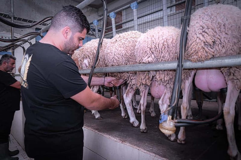 Crete: Farm Visit with Cheese Tasting and Milking Experience - Key things to know before you go