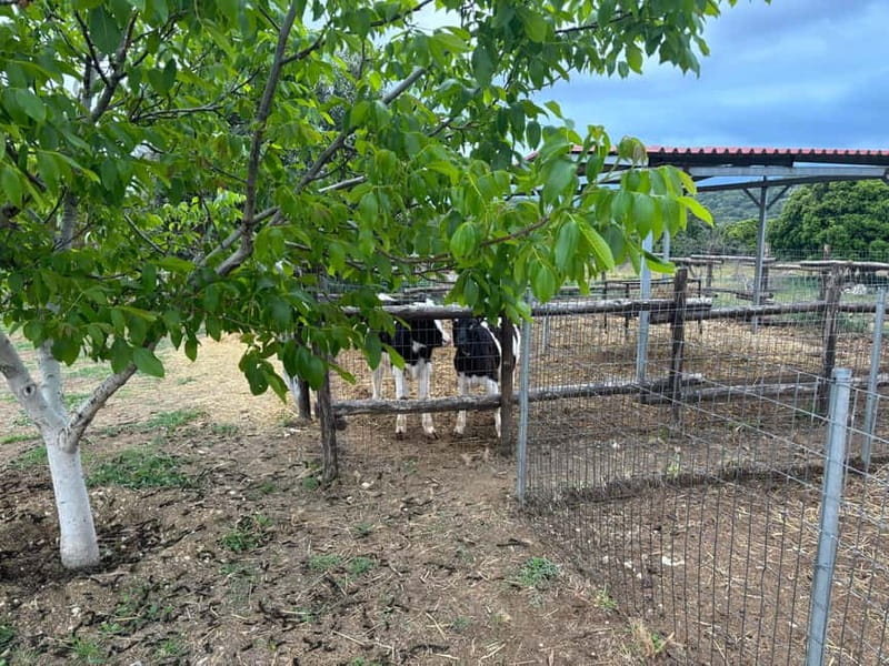 Crete: Farm Visit with Cheese Tasting and Milking Experience - The tasting table: feta, graviera, Tyromalama, yoghurt, and desserts