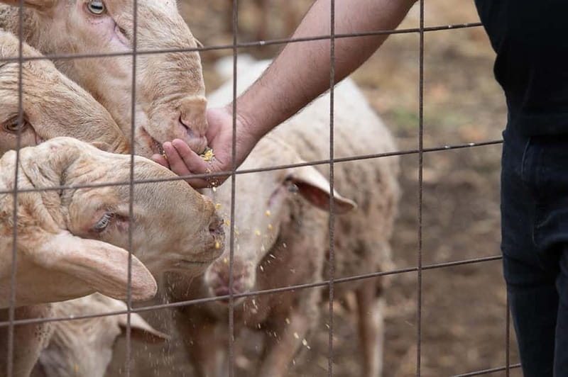 Crete: Farm Visit with Cheese Tasting and Milking Experience - Kids’ playground time and animal interaction breaks
