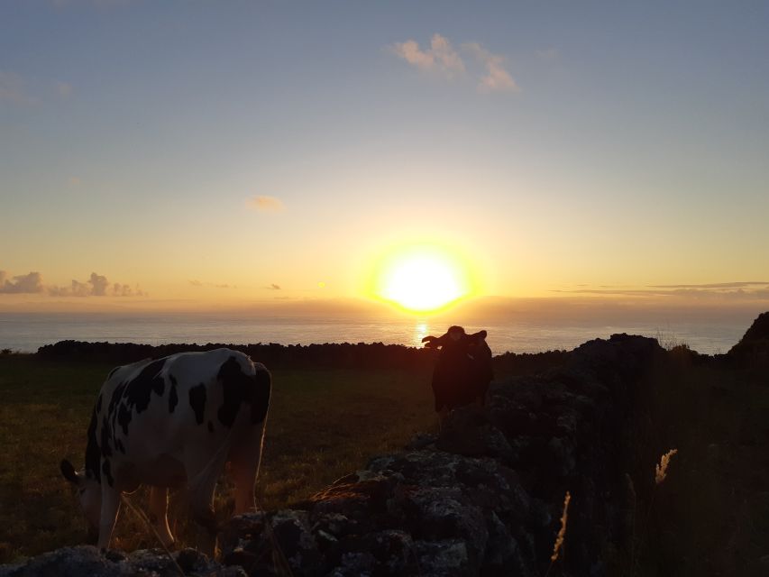 Dairy farm Visit and Cow Milking Experience in Azores - Meeting at ISLANDERS near Praia da Vitória marina