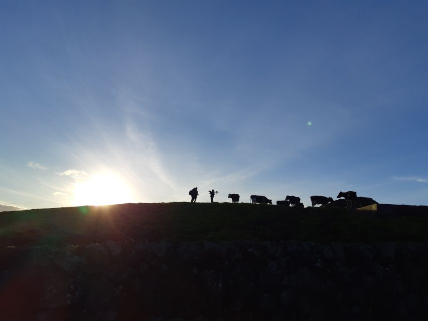 Dairy farm Visit and Cow Milking Experience in Azores - Organic milk on Terceira: from conversion to collection