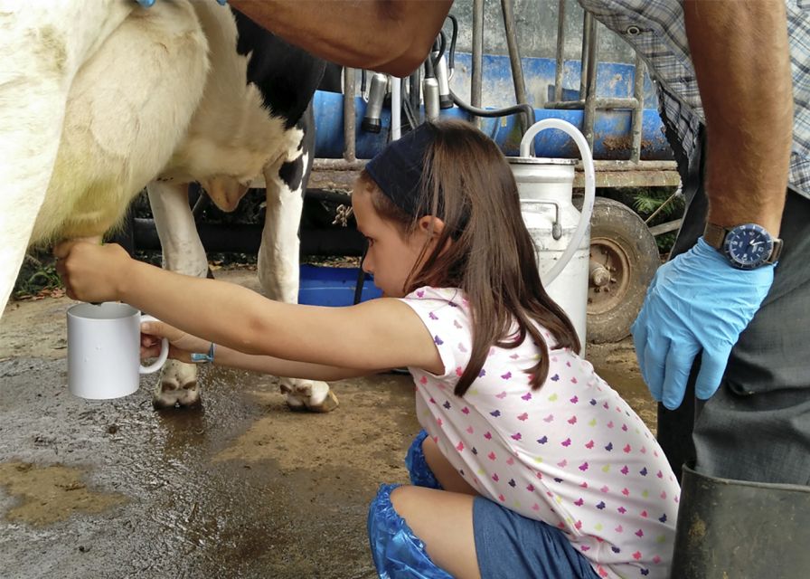 Dairy farm Visit and Cow Milking Experience in Azores - Cheese and wine tasting in a private home
