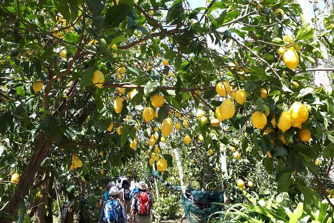 DISCOVER SORRENTO, food &Walking tour . Lemons-cheese&olive oil - Cheese, Olive Oil, and Wine: A Tasting You Can Follow