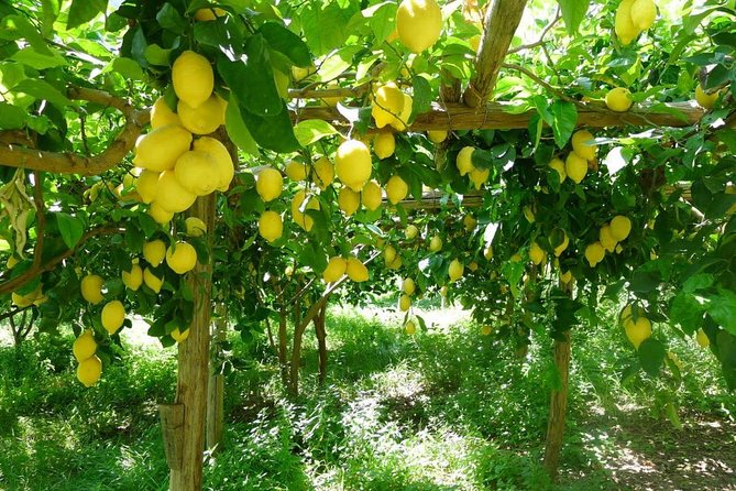 Discover Sorrento with food tasting and walking Tour - Small group touring: why it changes the whole experience
