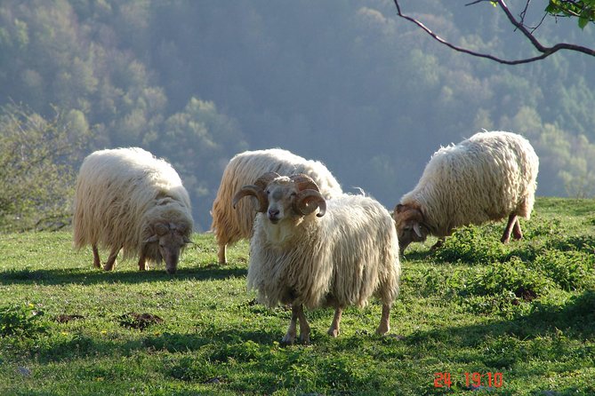 Discover the Art of Idiazabal Cheese in the Basque Country - Small group energy: max 8 people, bilingual guidance