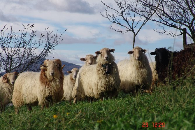 Discover the Art of Idiazabal Cheese in the Basque Country - Who should book this Idiazabal cheese tour?