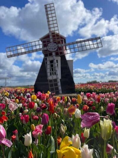 Dutch Countryside: , windmills, Villages, Cheese & Clogs - Private Van Comfort: The Easy Part of the Logistics