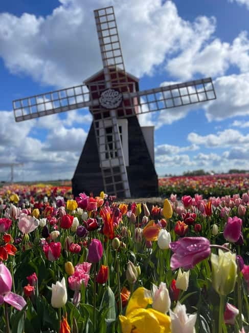 Dutch Countryside: , windmills, Villages, Cheese & Clogs - Private Van Comfort: The Easy Part of the Logistics