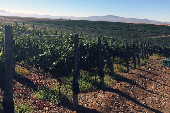 Ensenada Shore Excursion: Wine and Cheese Tour with Lunch in Ojos Negros Valley - What This Tour Is Best For