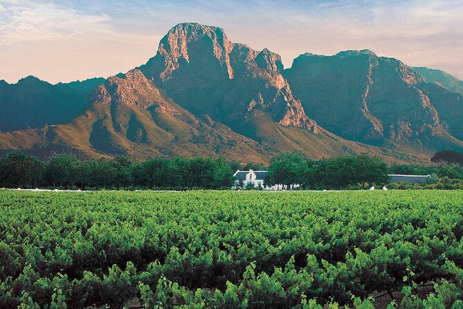 Experience 16 Wine Tasting & 6 Cheese Pairing across 3 Vineyards - Who should book this tour (and who might skip it)