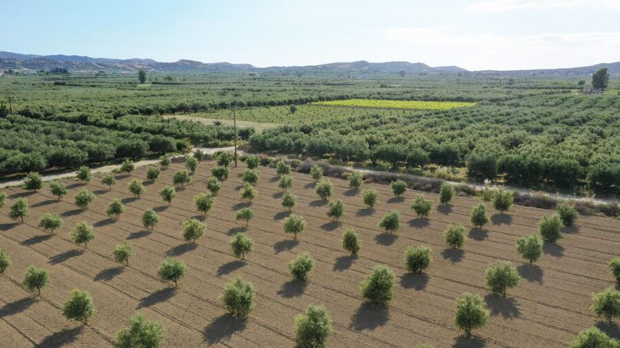 Farm Tour with Cheese-Making, Olive Oil Tasting & Picnic - Entering the family farm world at Cretan Vibes