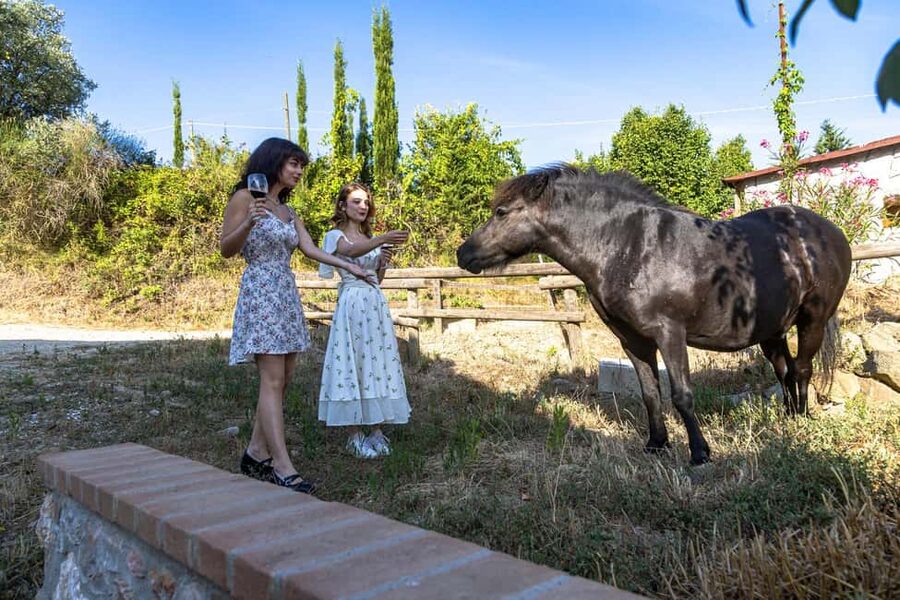 Florence: The secret of wine, cheese and olive oil at a farm - Key highlights worth the time