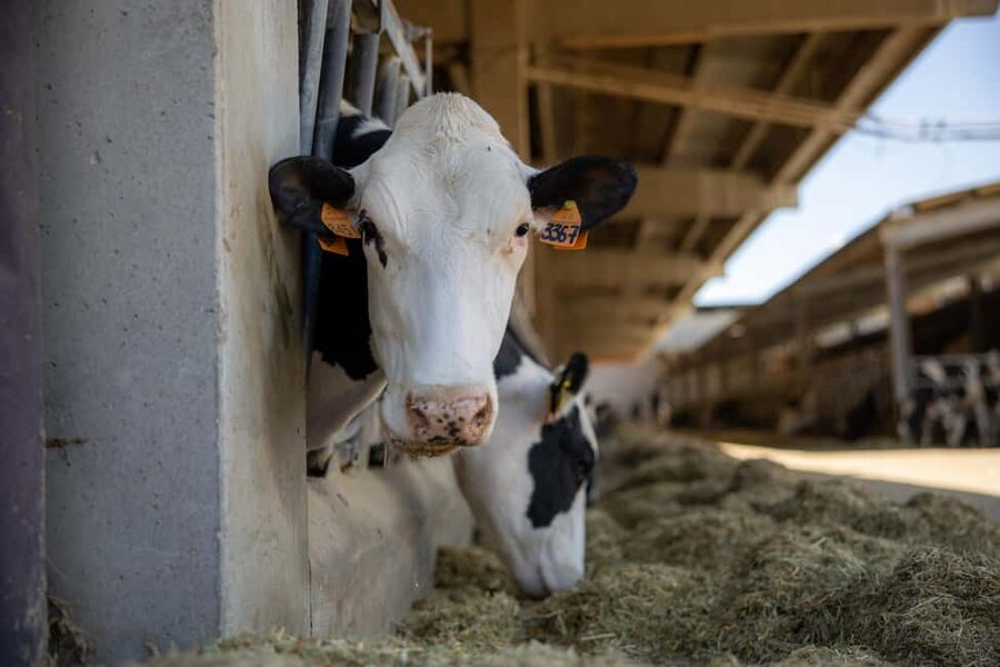 Formigine: Parmesan cheese tour with full tasting - Optional barn stop: point 0 processing, milking, and newborn calves