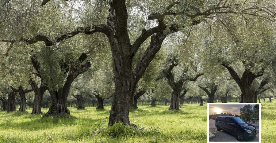 From Athens: Wine, Oil, & Cheese Tasting in Nemea & Argolis - Olive mill time: watch the process, then eat like a rural local