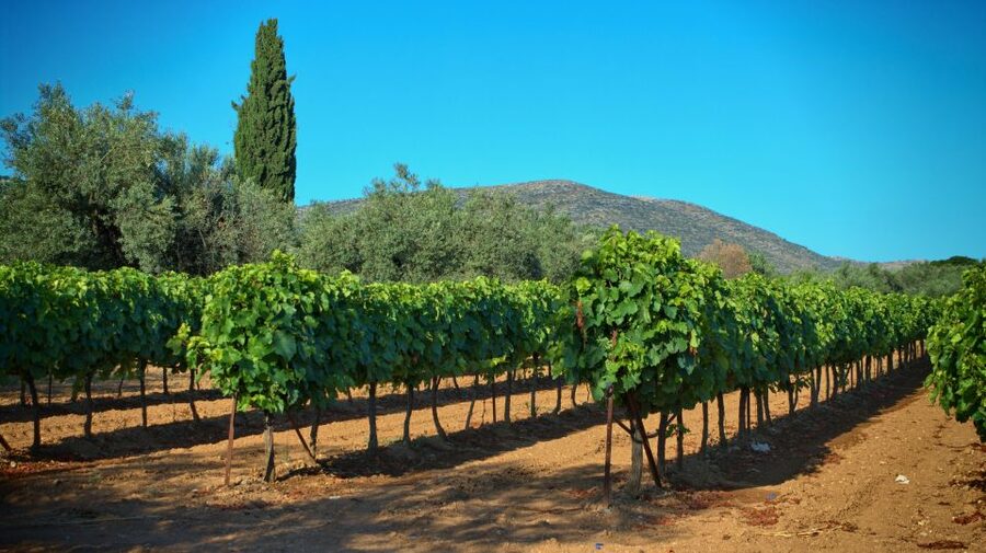 From Athens: Wine, Oil, & Cheese Tasting in Nemea & Argolis - Ancient Theatre of Epidaurus and the Asclepion: acoustics and medicine in one hour
