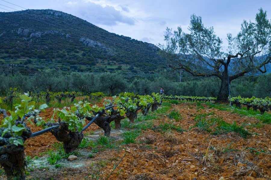 From Athens: Wine, Oil, & Cheese Tasting in Nemea & Argolis - Nemea vineyards and wine tasting: how the day turns from food to bottle